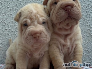 Amazing and sweet males and female Shar pei puppies for sale