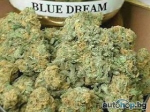 BUY Cannabis Flower Online Dispensary ONLINE Signal: +237679774145