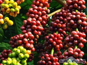 Largest exporters of coffee beans to the U.S.A call +27631501216 CONGLOMERATE GLOBAL PTY LTD