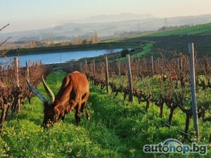 Livestock Trade Ankole Breed For Sale Ankole cattle in South Africa for Sale +27631501216