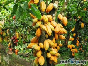 Major cocoa bean exporters worldwide +27631501216 Conglomerate Global Pty Ltd