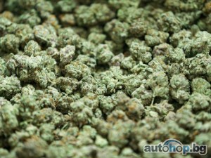 Quality Weed/Pills