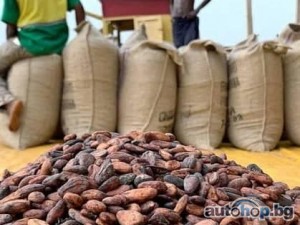 Top Cocoa Bean Exporters Worldwide +27631501216