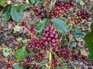 Top Quality Bulk Quantity Robusta Coffee and arabica Exporters in Uganda, Germany, Europe: +27631501216