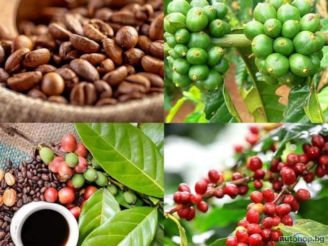 Conglomerate Global Pty Ltd. +27631501216 Top Best Robusta Coffee Beans Suppliers