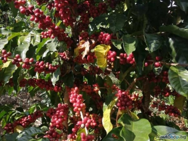 Largest exporters of coffee beans to the U.S.A call +27631501216