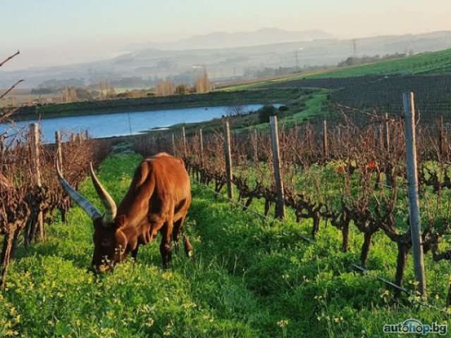 Livestock Trade Ankole Breed For Sale Ankole cattle in South Africa for Sale +27631501216