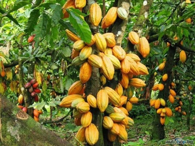 Major cocoa bean exporters worldwide +27631501216 Conglomerate Global Pty Ltd