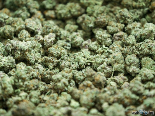 Quality Weed/Pills