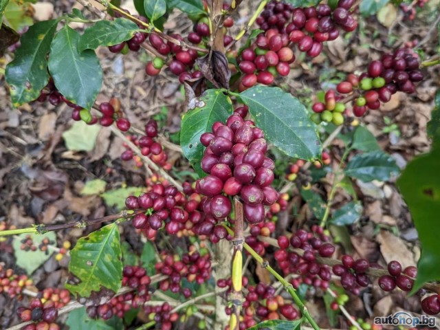 Top Quality Bulk Quantity Robusta Coffee and arabica Exporters in Uganda, Germany, Europe: +27631501216