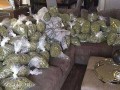 Buy Cannabis Flower Online - Insa Ohio Cannabis Dispensary
