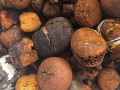 Buy cow /Ox Gallstone Available On Stock Now @ (WhatsApp: +237673528224