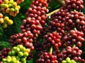 Largest exporters of coffee beans to the U.S.A call +27631501216 CONGLOMERATE GLOBAL PTY LTD