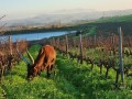 Livestock Trade Ankole Breed For Sale Ankole cattle in South Africa for Sale +27631501216