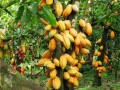 Major cocoa bean exporters worldwide +27631501216 Conglomerate Global Pty Ltd