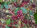 Top Quality Bulk Quantity Robusta Coffee and arabica Exporters in Uganda, Germany, Europe: +27631501216