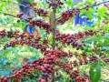 Uganda Coffee Exporters, Buyers and Distributors +27631501216