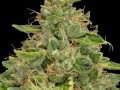 WhatsApp +33759417428 Buy Weed, Cocaine, Heroin and Shrooms in Paris, France, Germany